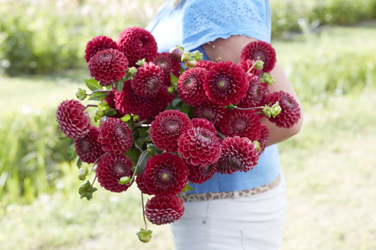 Dahlie 'Cornel'